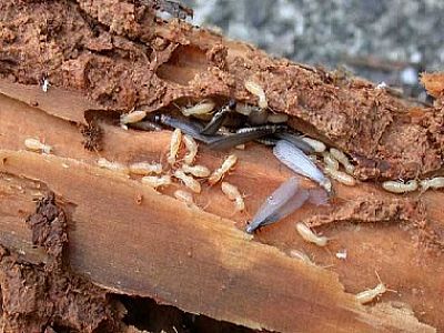 深圳专业白蚁公司防治杉木白蚁危害的7个小知识