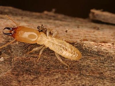 宝安白蚁防治站用什么方法可以灭治分飞期的白蚁