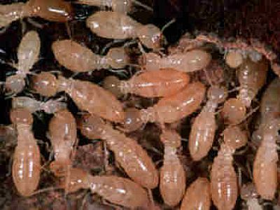 家里小区发现白蚁，怎样杀白蚁才能杀干净？