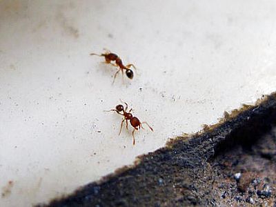 深圳杀虫公司如何灭蚂蚁